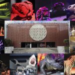 REDESCUBRE EL MUNDO CON LOS MAS PEQUEÑOS, VISITA EL MUSEO DE LA EVOLUCIÓN EN PUEBLA
